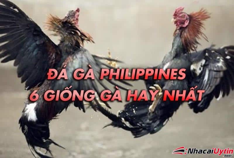 6 giống gà đá hay nhất ở sới đá gà philippines