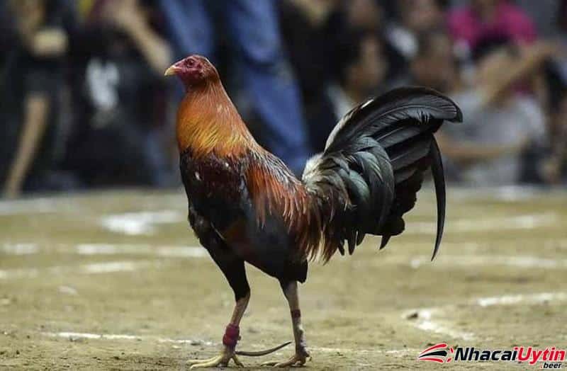 Gà Peru - giống gà chiến có mặt khắp nơi trên thế giới