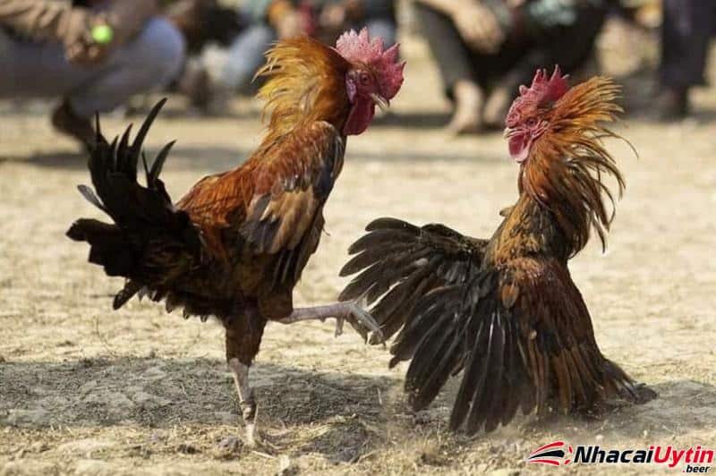 Banaba được xem là giống gà xuất hiện khá nhiều trong các trường đá gà Philippines