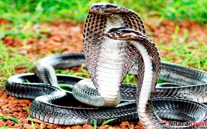 Ý nghĩa khi mơ thấy rắn được nhiều người tò mò