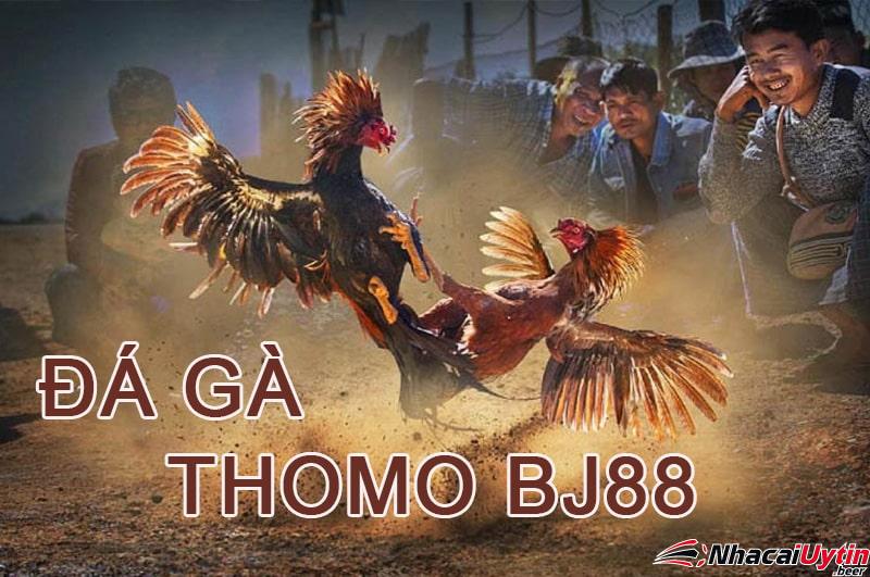 Quy trình chuẩn bị và quy định thắng thua của đá gà Thomo BJ88